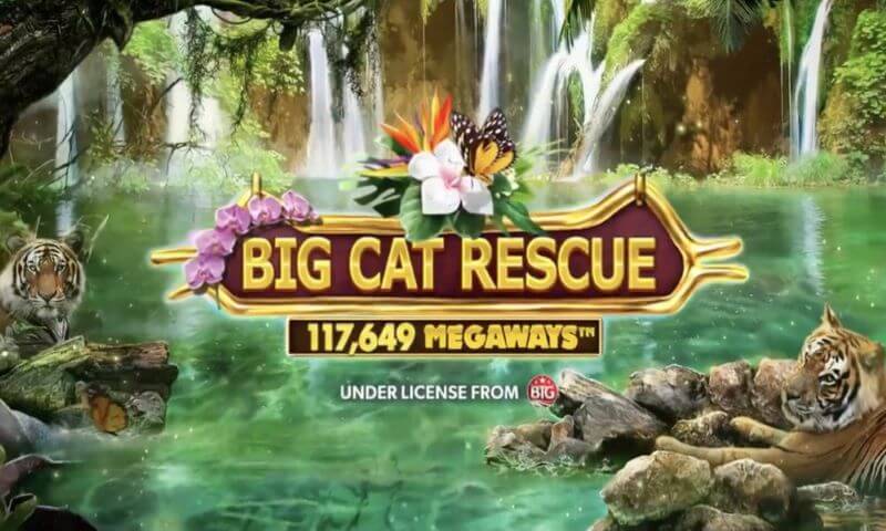 Big Cat Rescue Megaways Slot